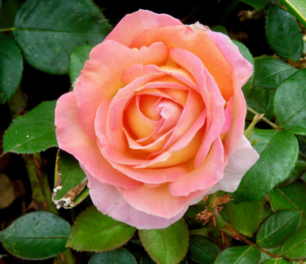Rose Bush Gardening Tips