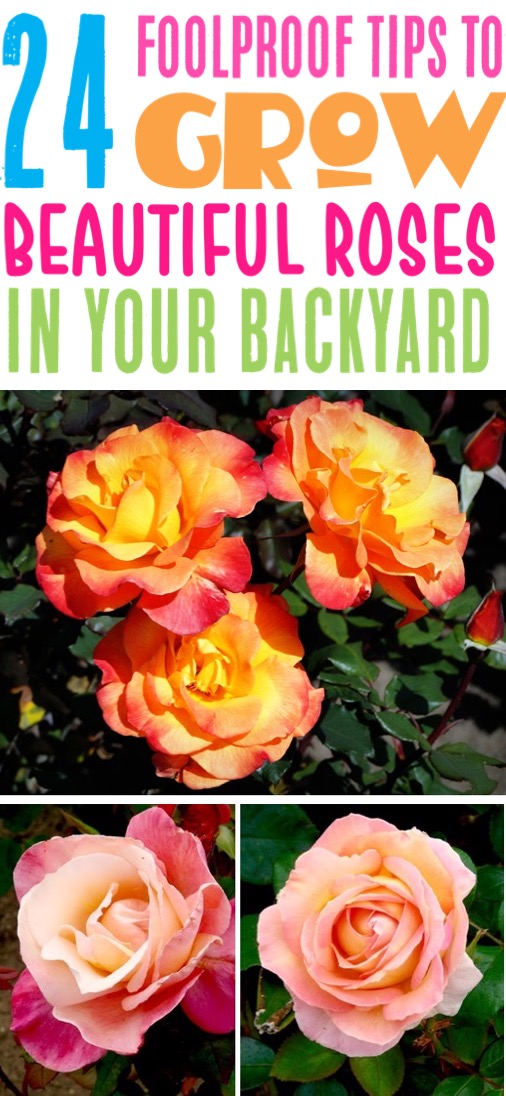 Rose Garden Ideas Backyards Front Yard Landscape Design Tips - Rose Gardening for Beginners to Pros Guide