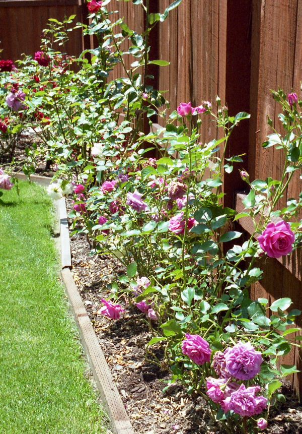 Rose Garden Ideas and Tips from TheFrugalGirls.com