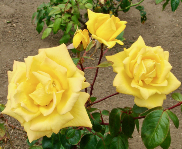 Rose Gardening Tips Beginners