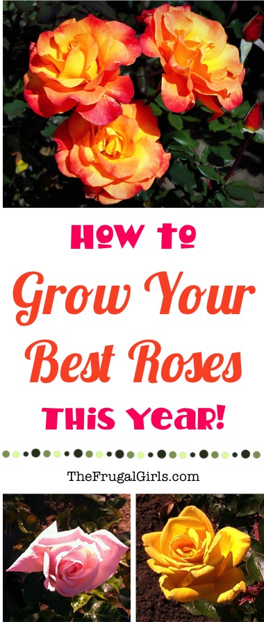 Rose Gardening Tips and Tricks from TheFrugalGirls.com