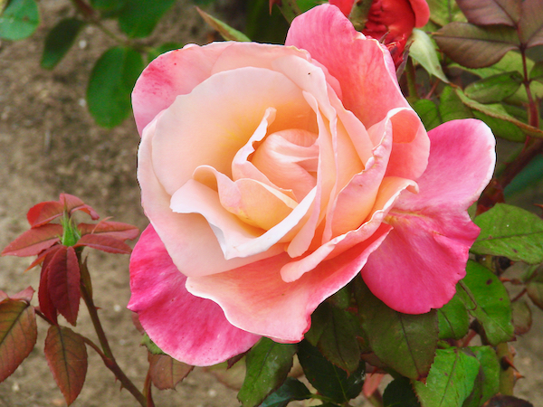 Rose Gardening Tips for Beginners