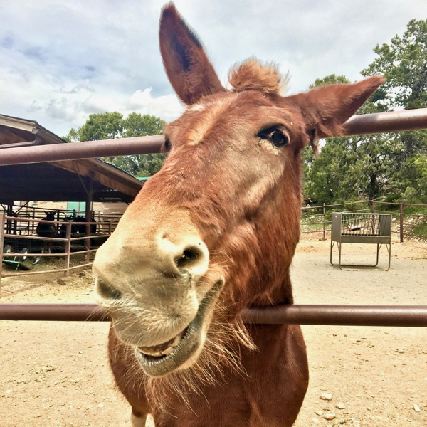 Grand Canyon Mule Rides