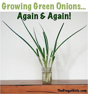 Growing Your Green Onion Again and Again