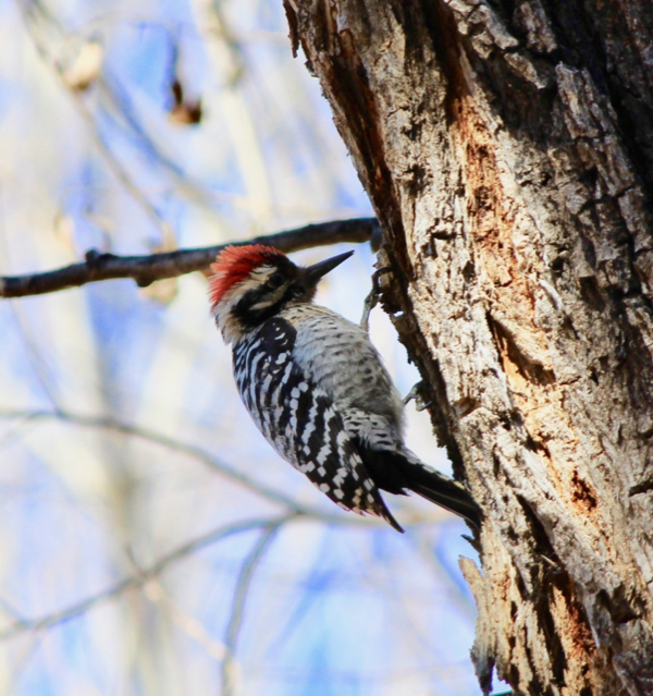 Patagonia Lake Woodpecker