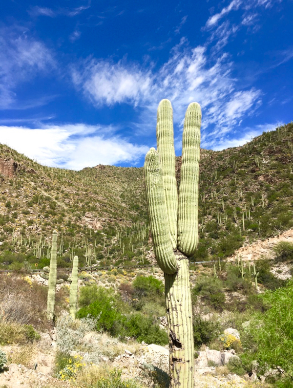 24 Tucson Travel Tips - The Best Things to do in Tucson Arizona! {What You Need to Try} from TheFrugalGirls.com