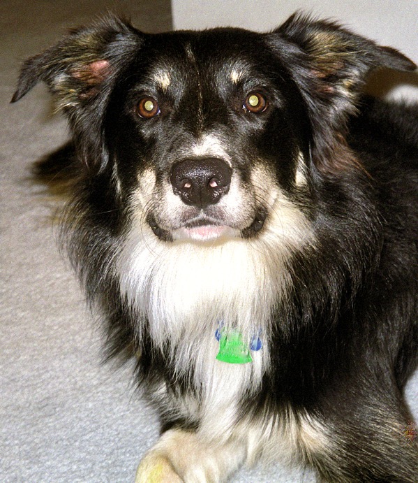 How to Clean Pet Stains Out of Carpet