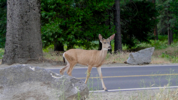 Yosemite Wildlife - TheFrugalGirls.com