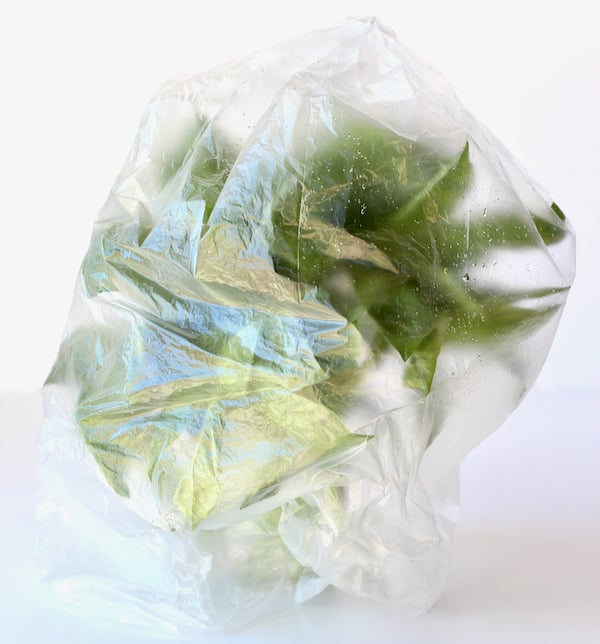Basil in glass of water with plastic bag over the top.