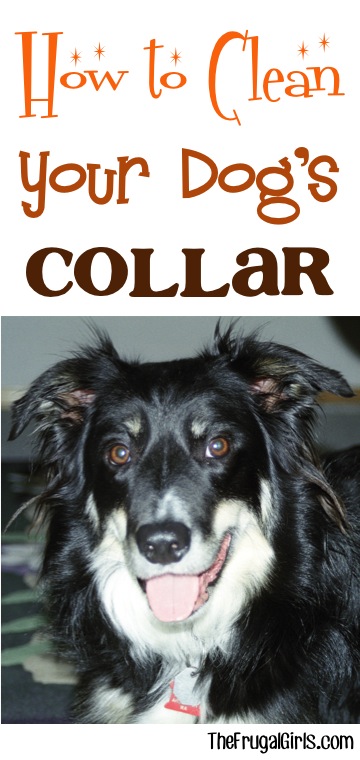 How to Clean a Dog Collar from TheFrugalGirls.com