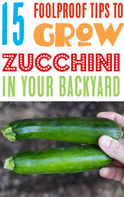Zucchini Garden Tips - Easy Gardening Ideas to Grow Your Best Zucchini on a Vertical Trellis or Raised Beds