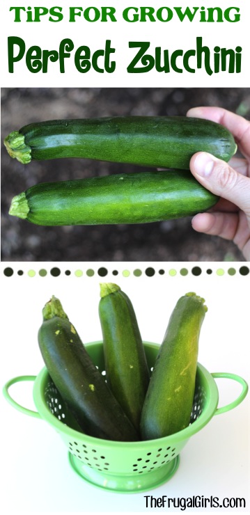 Zucchini Growing Tips at TheFrugalGirls.com