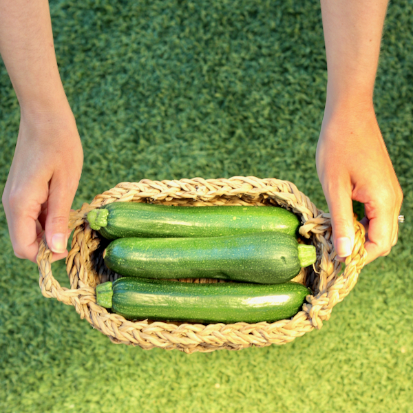 Zucchini Growing Tips and Tricks for Beginners