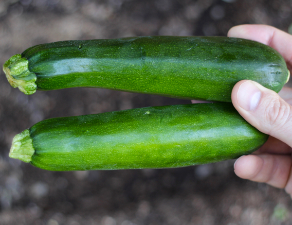 Zucchini Growing Tips