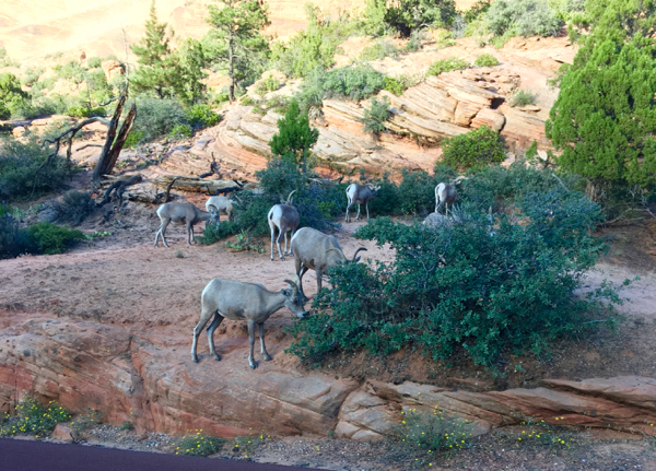 Zion Canyon Pics from TheFrugalGirls.com