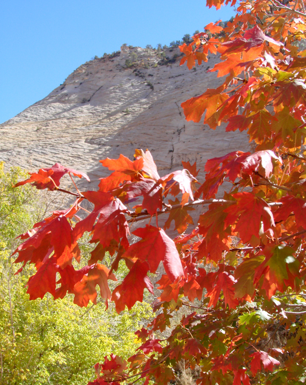 Zion Checkerboard Mesa | TheFrugalGirls.com