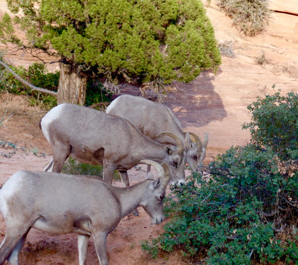 Zion National Park Wildlife from TheFrugalGirls.com