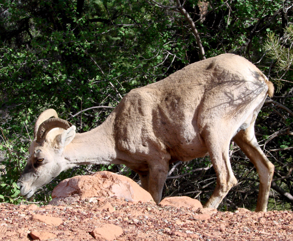 Zion National Park Wildlife | TheFrugalGirls.com