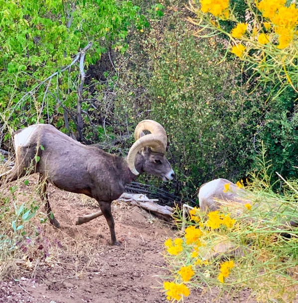 Zion National Park Wildlife