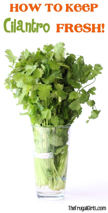 How to Keep Cilantro Fresh - Tip at TheFrugalGirls.com