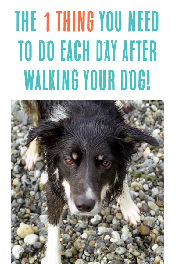 Dog Tips and Tricks Life Hacks from TheFrugalGirls.com