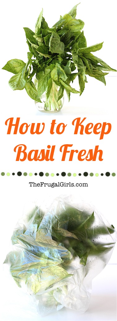 How to Keep Basil Fresh - Tip from TheFrugalGirls.com