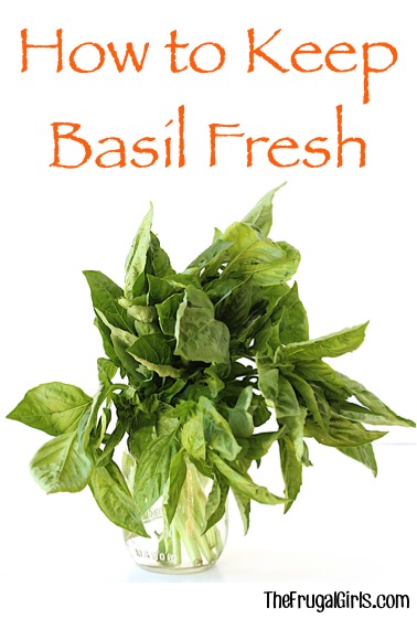 How to Keep Basil Fresh - at TheFrugalGirls.com