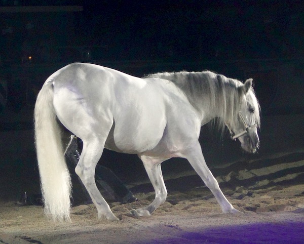 Inside Medieval Times Horses plus Tips for your Next Visit | TheFrugalGirls.com