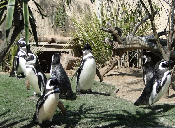 Sea World Attractions Penguins