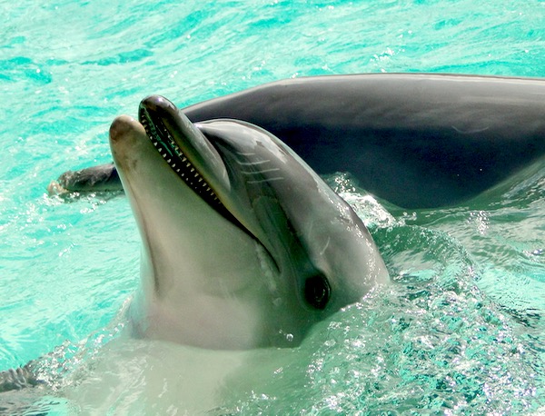 SeaWorld Attractions Dolphin Encounter