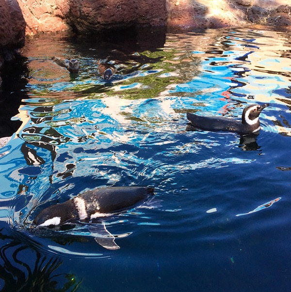 SeaWorld Attractions Penguin Encounter