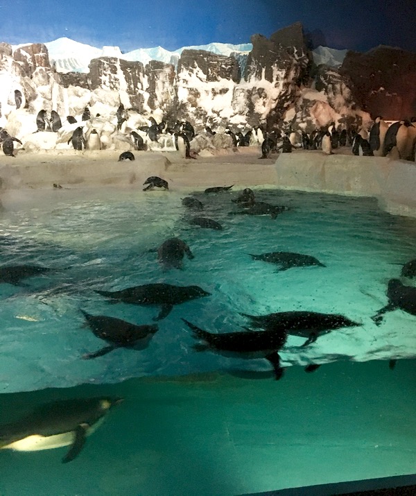 SeaWorld Penguin Encounter