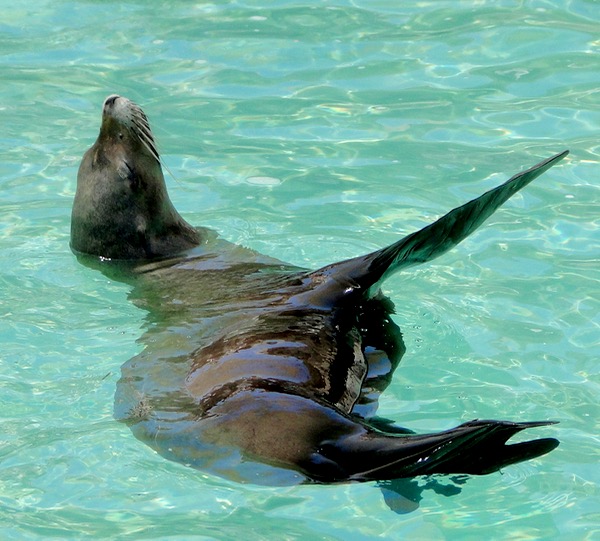 SeaWorld Top 10 Things to Do Sea Lions