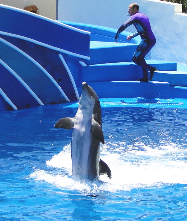 SeaWorld Top Show Dolphins