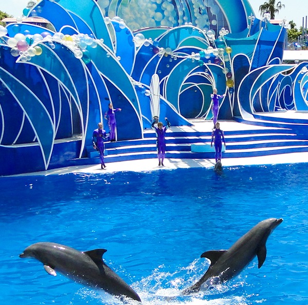 SeaWorld Top Shows Dolphin Days