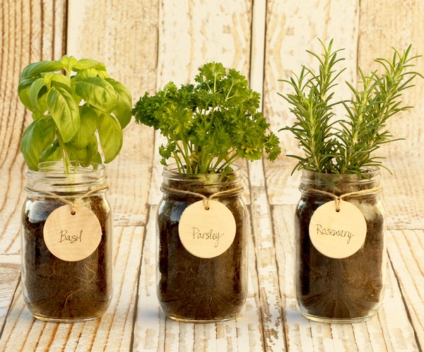 DIY Indoor Mason Jar Herb Garden from TheFrugalGirls.com