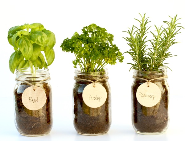 Mason Jar Indoor Flower Garden - Zinnia | Grow Kits | Seed Gifts: Grow Your Own Plant Kits | Garden Gifts | Holiday Gifts