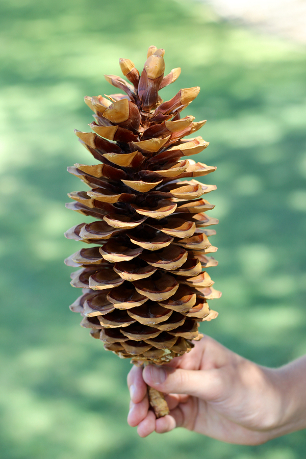 Earn PayPal Cash with Pinecone Surveys