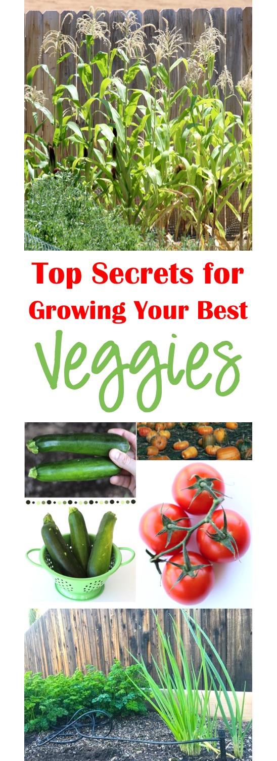 Best Vegetable Gardening Tips at TheFrugalGirls.com