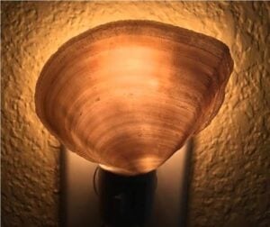 Lit up seashell nightlight.