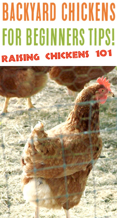 Backyard Chickens for Beginners DIY Ideas and Tips