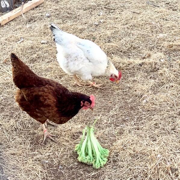 Chickens eating broccoli.