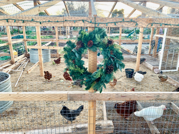 How to Keep Chickens Healthy in Winter