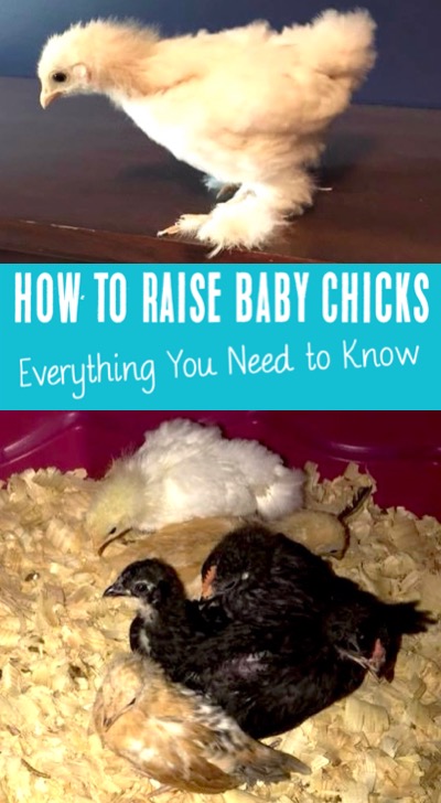 How to Raise Chickens Baby Chicks for Eggs or Meat