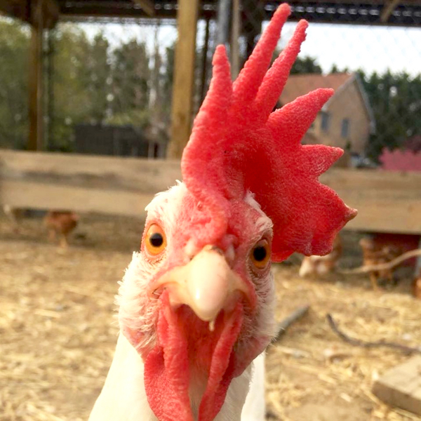 Ultimate Guide to Becoming a Crazy Chicken Lady!