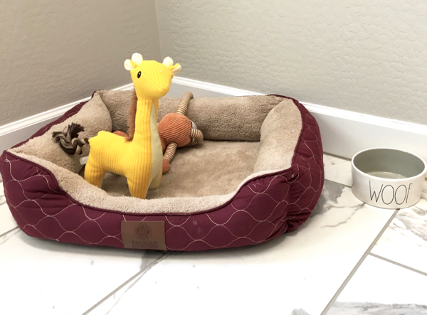 5 Best Toys for Puppies to Keep Them Busy - Zach's Pet Shop