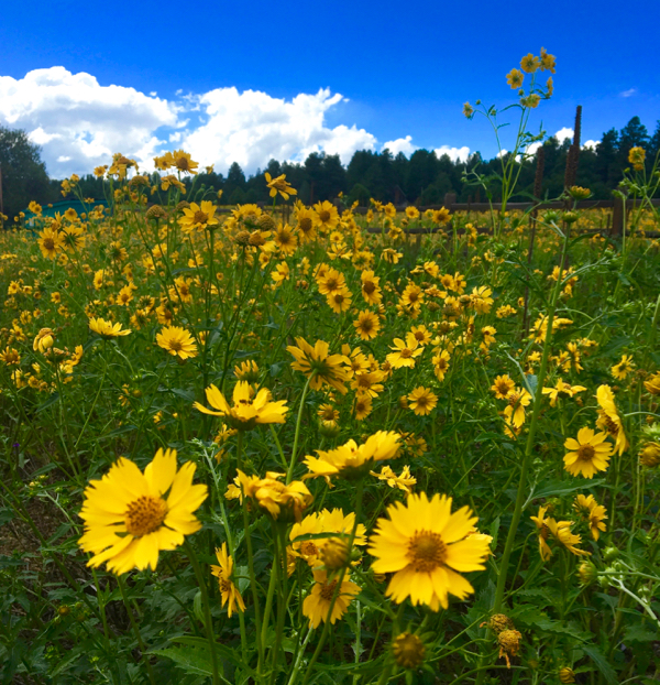 Flagstaff AZ Hotels