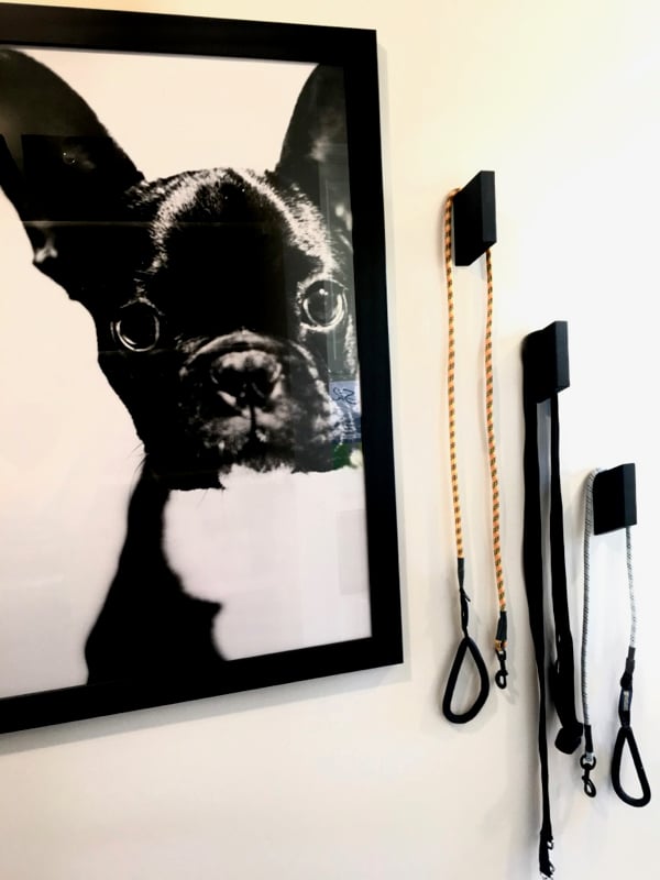 Leashes hanging next to a picture of a dog.