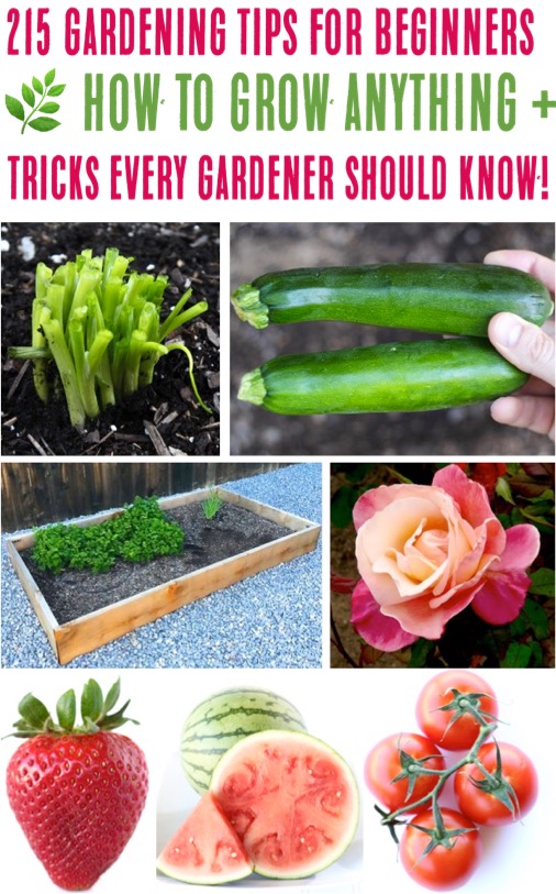 Gardening for Beginners Easy Tips and Design Ideas to Grow Any Vegetables or Flowers You Want In Your Garden