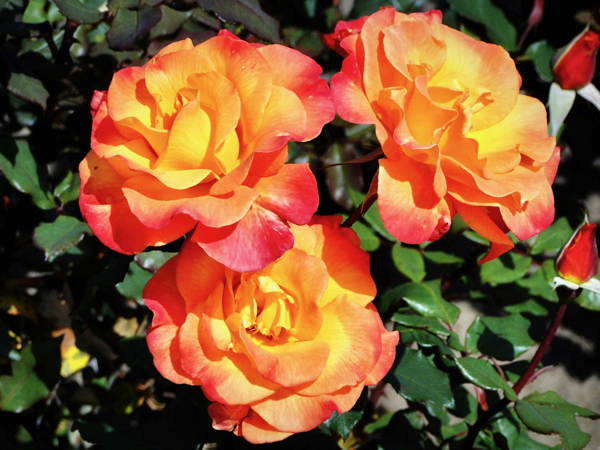 Rose Gardening Tips for Beginners to Pros